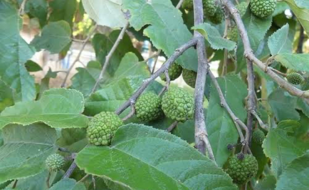 Cablote Herb Tea & Poultice- Guazuma ulmifolia Leaves and Fruit Pods