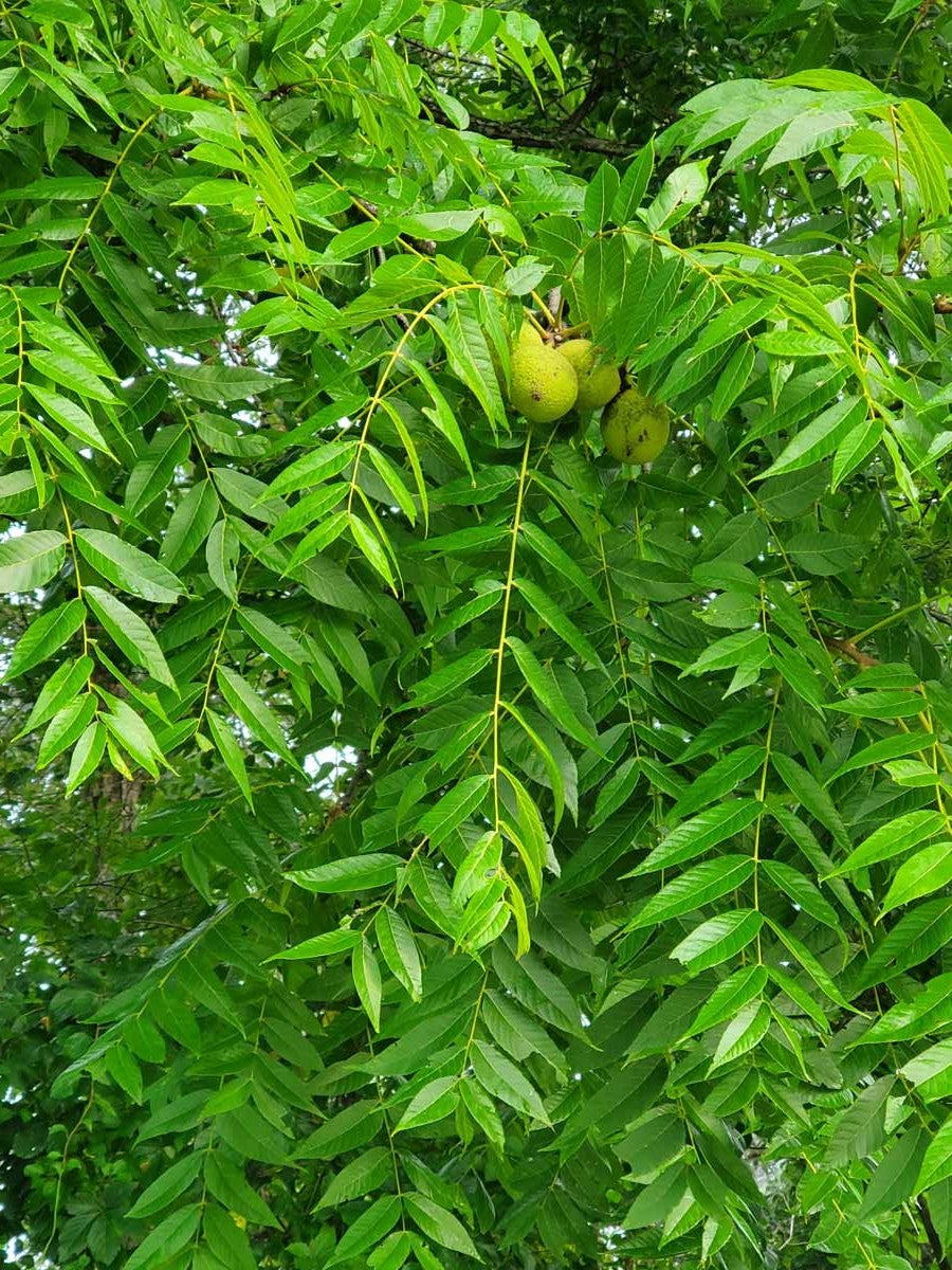 Black Walnut Leaf (Juglans nigra) – Skin, Digestive & Herbal Cleansing Support