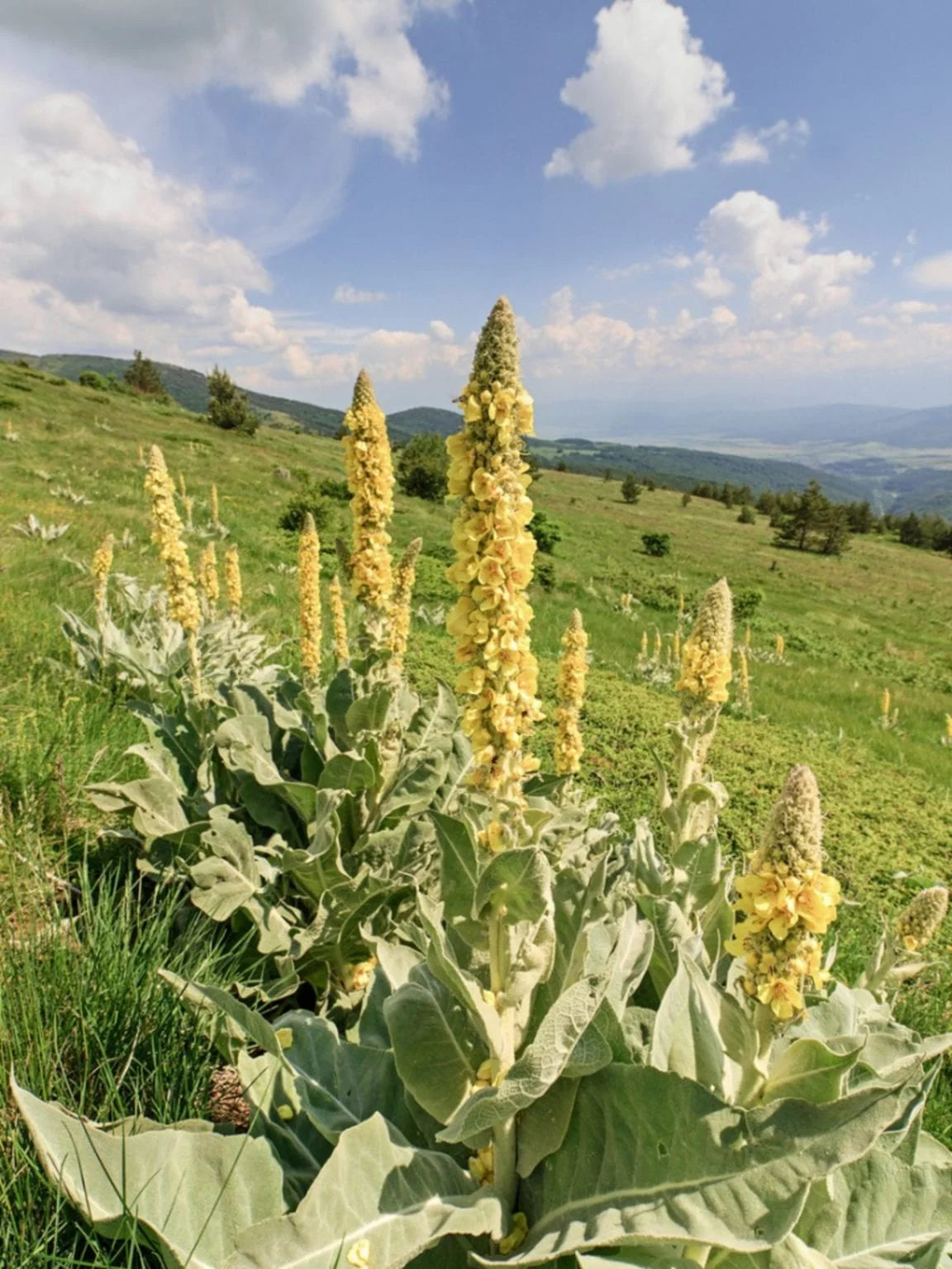 Mullein Leaf (Verbascum thapsus) – Lung & Respiratory Herbal Support
