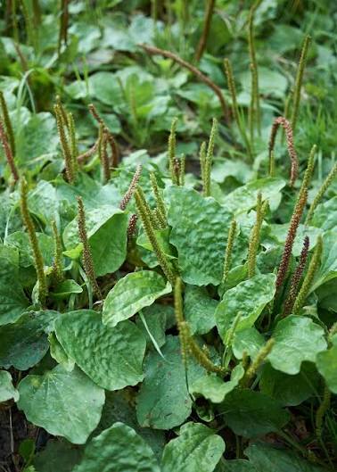 Plantain Leaf (Plantago major) – Broadleaf Plantain Herb & Tea