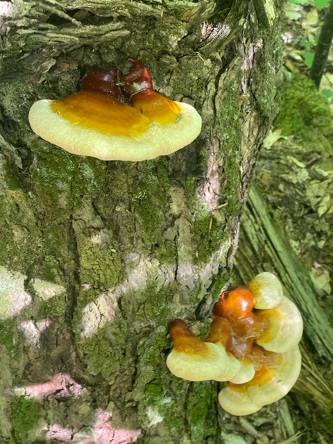 Reishi Mushroom (Wild Forged)