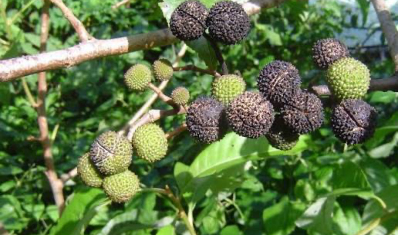 Cablote Herb Tea & Poultice- Guazuma ulmifolia Leaves and Fruit Pods