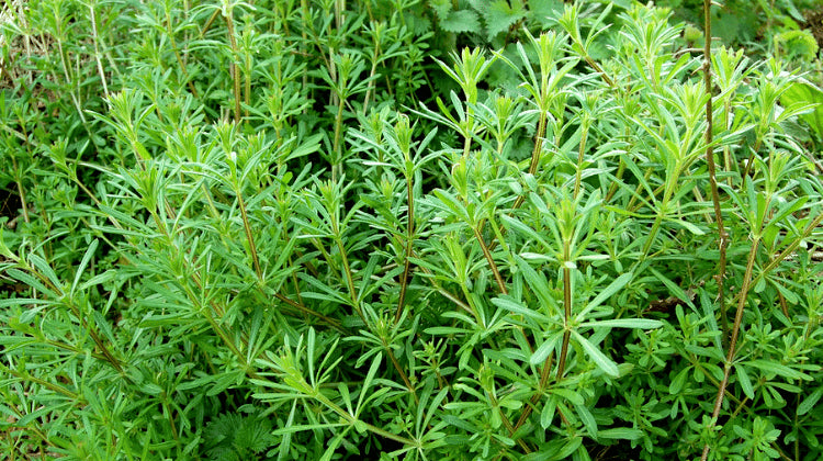 Cleavers Herb (Galium aparine) – Lymphatic & Herbal Wellness Support