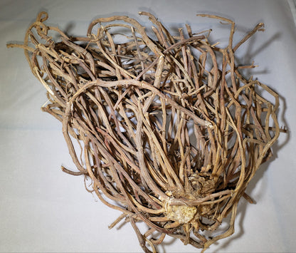 Sarsaparilla Root – Traditional Root Tonic & Vitality Support