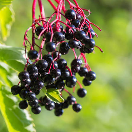 Elderberry (Sambucus nigra) – Immune & Antioxidant Herbal Support