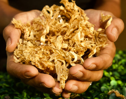 Chondrus Crispus Gold Sea Moss