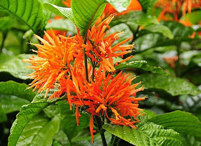 Muicle Herb (Justicia spicigera) – Women's & Antioxidant Herbal Support