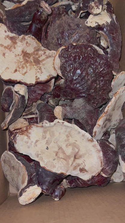 Reishi Mushroom (Wild Forged)