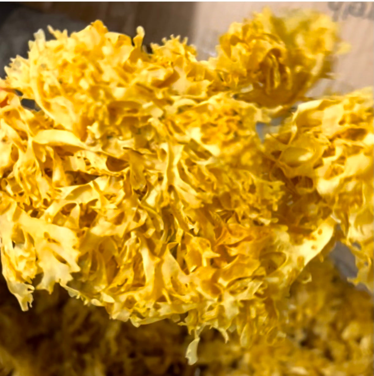 Wildcrafted Gold Sea Moss Gel (Chondrus Crispus)